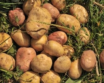 Выведен картофель, который не боится фитофторы
