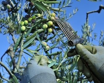 Первая оливковая ферма Великобритании