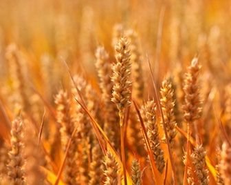 ООН призывает увеличить продовольственное снабжение на 60%