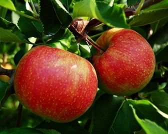 Британцев знакомят с местными яблоками